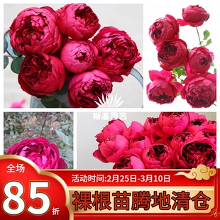 【斯基园艺】秋日胭脂日本杂交茶香月季庭院盆栽浓香扦插小中大苗