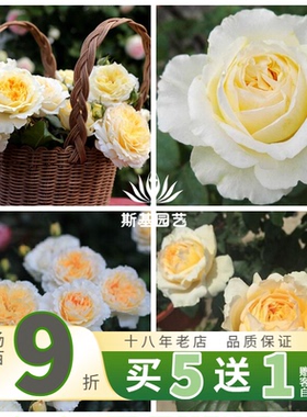 【斯基园艺】碧翠丝月季英国奥斯汀浓香杏黄色切花直立树月棒棒糖