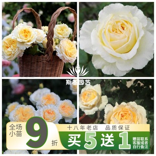 【斯基园艺】碧翠丝月季英国奥斯汀浓香杏黄色切花直立树月棒棒糖