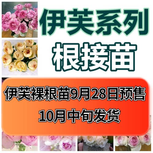 伊芙月季系列大苗胭脂香水伯爵苗