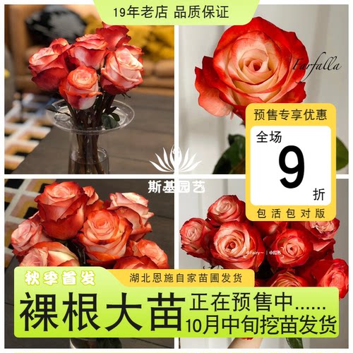 法尔法拉月季法国尼普切花种植花