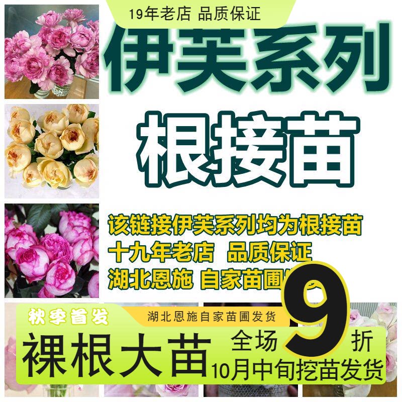 【斯基】伊芙月季根接嫁接苗系列胭脂香水伯爵乙女心飞溅钱特玛丽