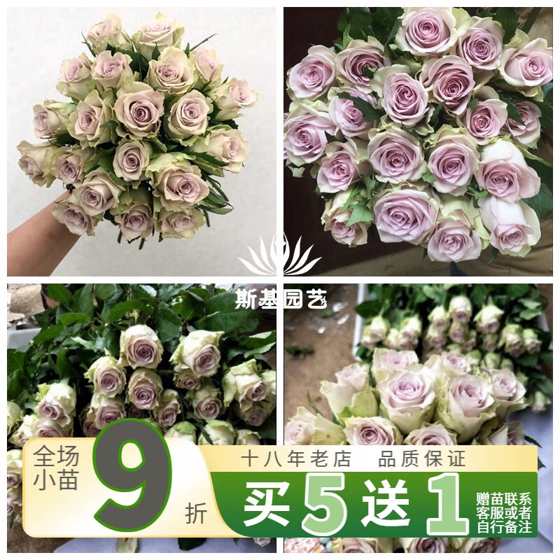 【斯基园艺】海洋之谜月季新品切花蓝色四季花店盆栽扦插小中大苗