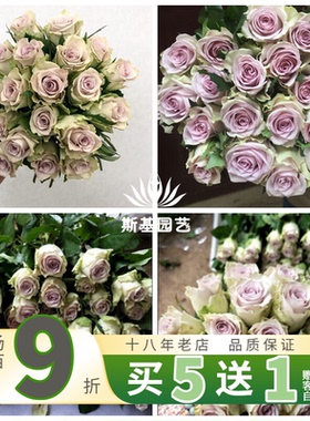 【斯基园艺】海洋之谜月季新品切花蓝色四季花店盆栽扦插小中大苗