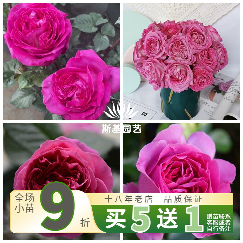 【斯基园艺】特拉方特月季法国切花强水果香阳台花园庭院种植四季