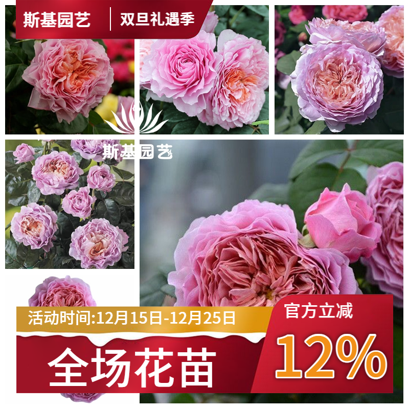 【斯基园艺】翠鸟/冰鸟月季德国丹陶浓香大花橙紫裸根扦插中大苗