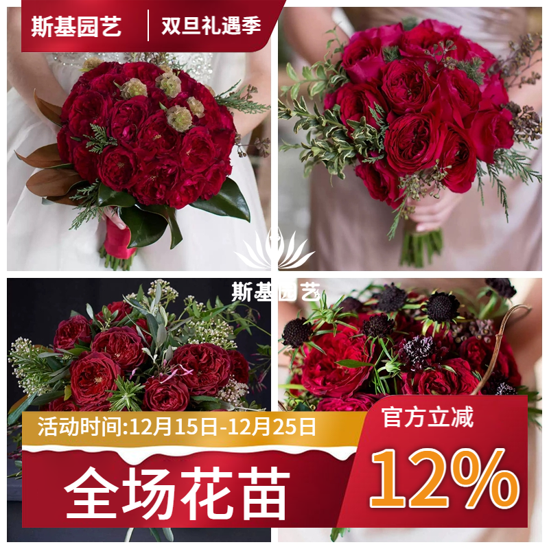 【斯基园艺】苔丝月季英国奥斯汀经典红色切花直立抗病强裸根大苗