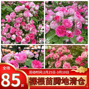 【斯基园艺】胭脂扣月季藤本小型爬藤群开庭院天狼扦插小裸根大苗