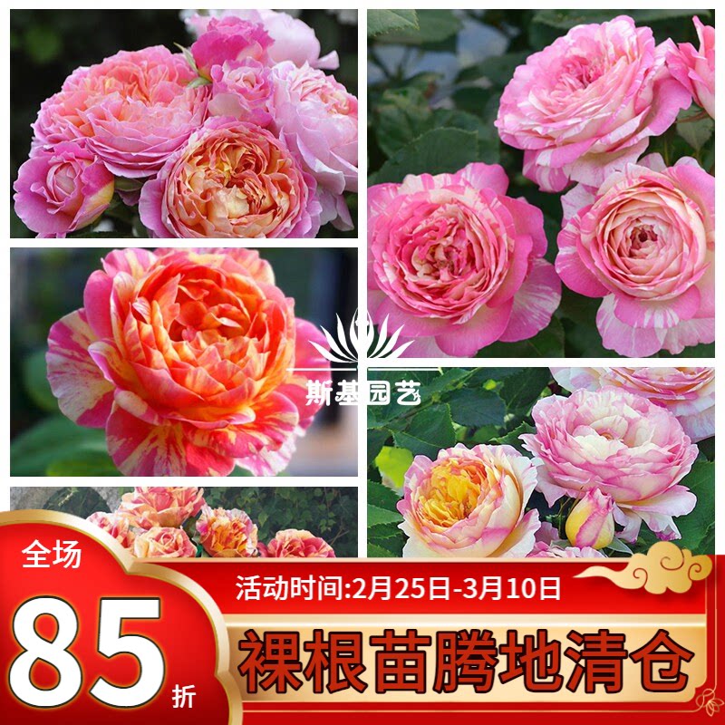 【斯基园艺】克劳德.莫奈月季法国灌木丰花条纹盆栽欧扦插中大苗