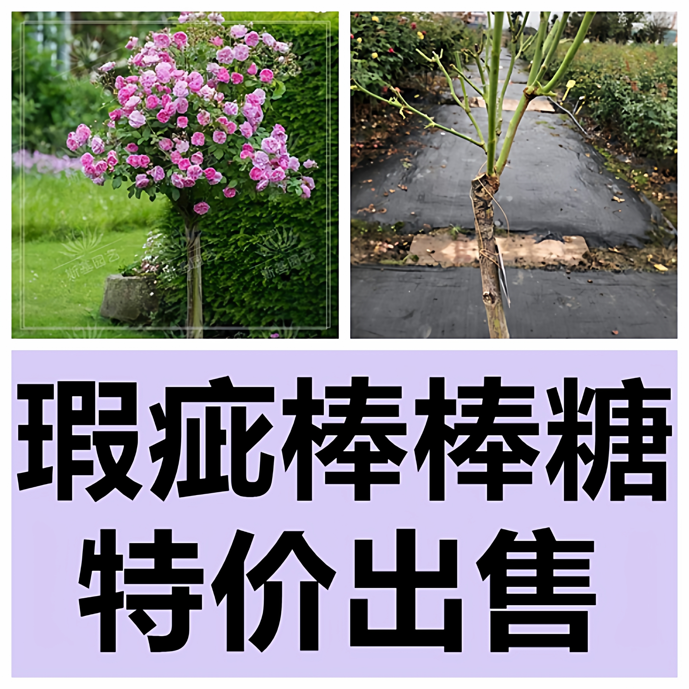 棒棒糖月季玫瑰庭院树状特价四季