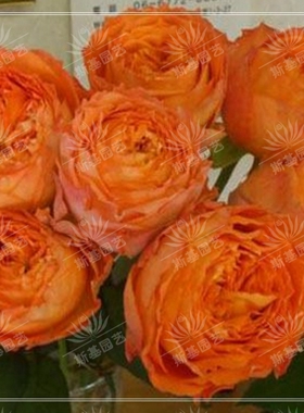 【斯基园艺】浪漫橙色月季法国切花灌木阳台庭院花扦插小中大苗