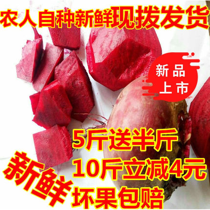 新鲜甜菜根红菜头甜菜头紫菜头有机菜农家自种产地直销特价包邮