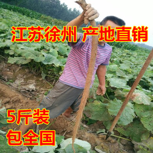 免邮 农家自种牛旁牛榜牛蒡茶原料 新鲜牛蒡根5斤装 徐州牛蒡