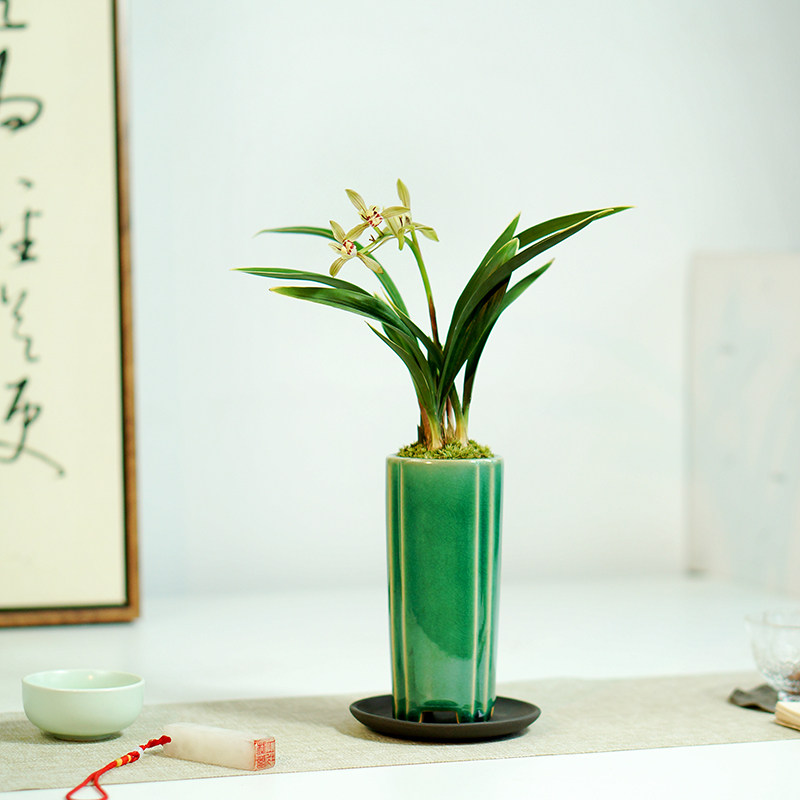 禅月达摩矮生兰花建兰国兰桌面盆栽小型耐阴室内香味高端绿植矮种