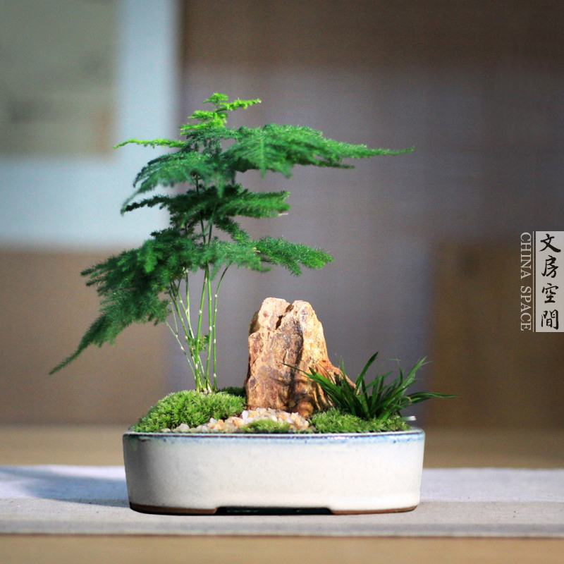 文竹伴石假山造型盆景桌面好养