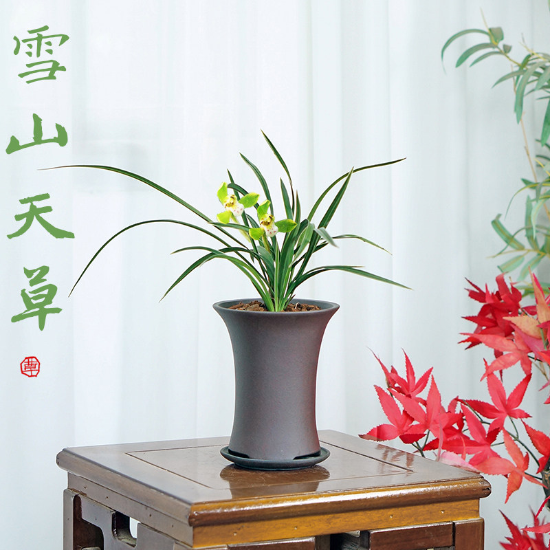 雪山天草春兰国兰浓香兰花带盆栽好礼品盆栽办公室内桌面耐阴花卉