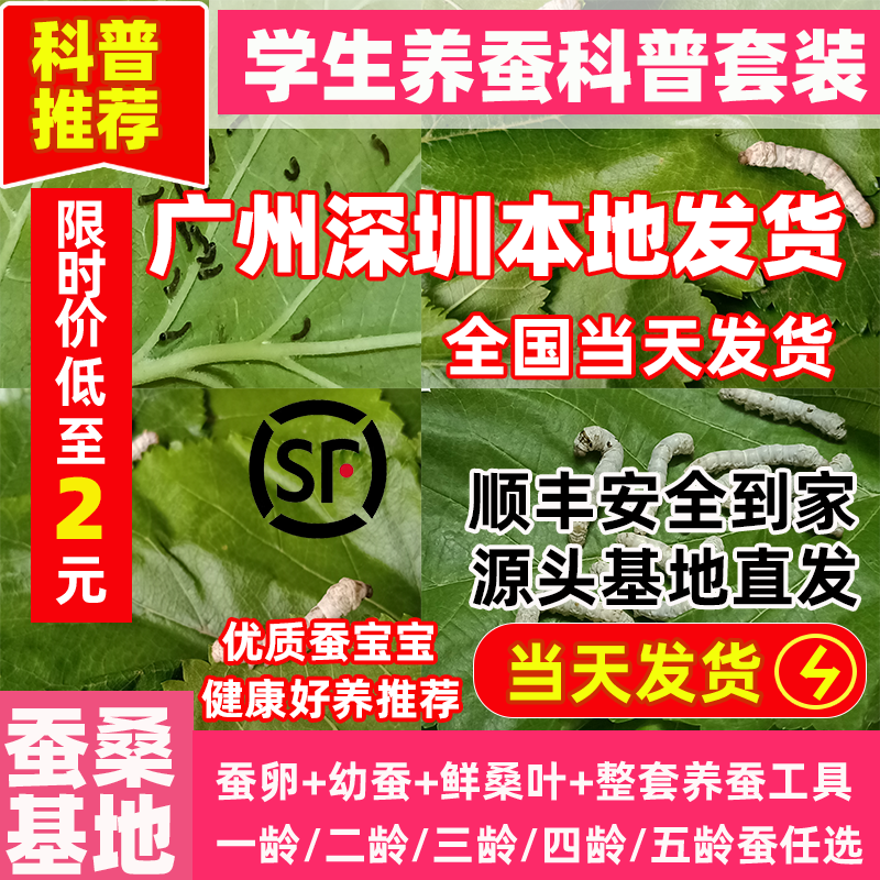 蚕桑基地源头直发优质蚕宝宝学生养蚕套装蚕活幼虫春蚕卵七彩桑叶