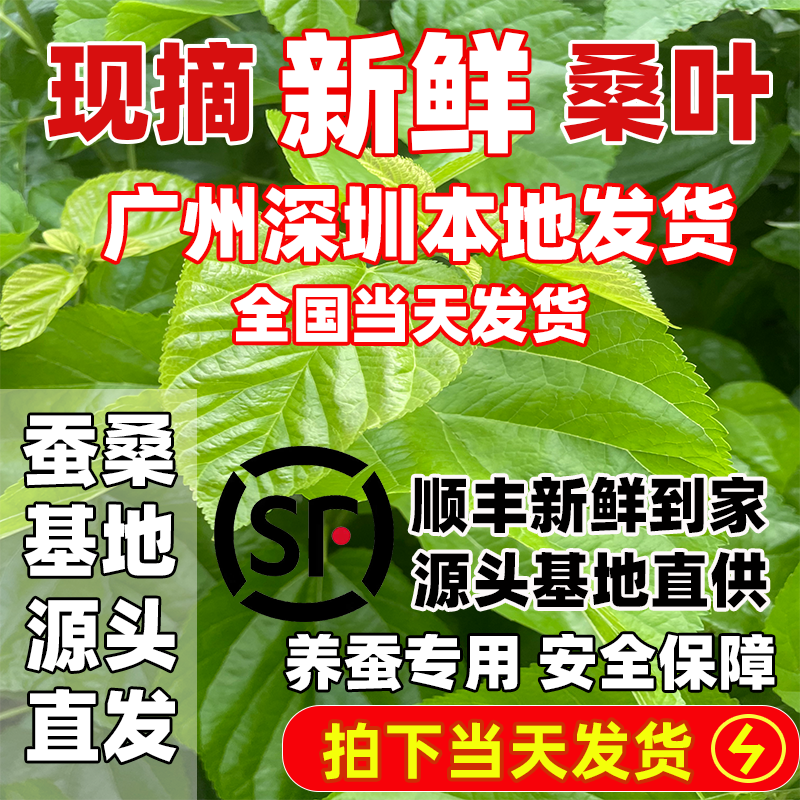 蚕桑基地优质新鲜桑叶养蚕专用蚕卵小蚕叶食物喂蚕宝宝饲料桑树叶