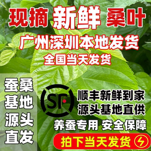 蚕桑基地优质新鲜桑叶养蚕专用蚕卵小蚕叶食物喂蚕宝宝饲料桑树叶
