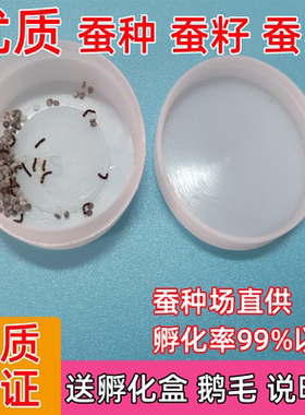 春蚕卵白色蚕宝宝卵彩色茧蚕卵蚕七彩色蚕卵蚕种蚕子活体新鲜桑叶