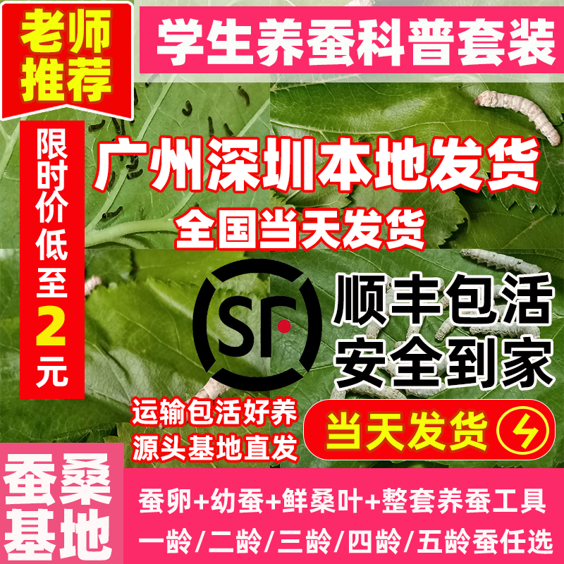 优质蚕宝宝学生养蚕套装蚕卵蚕子春蚕宝宝卵幼虫七彩蚕龄桑叶新鲜