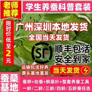 优质蚕宝宝学生养蚕套装蚕卵蚕子春蚕宝宝卵幼虫七彩蚕龄桑叶新鲜