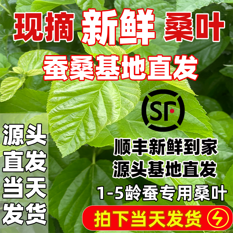 蚕桑基地源头直发优质新鲜桑叶喂蚕桑树叶鲜嫩蚕宝宝小蚕蚕卵桑叶