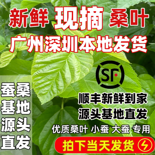 蚕桑基地源头直发新鲜桑叶优质鲜