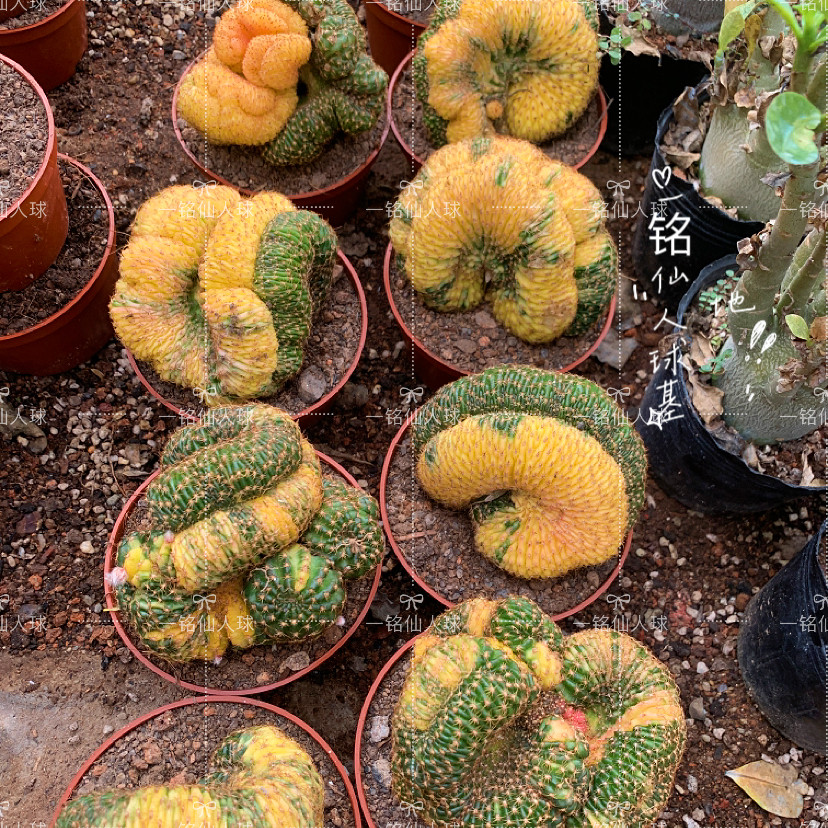 黄仙玉缀化锦落地带短柱新款多肉植物多头仙人球室内开花绿植盆栽