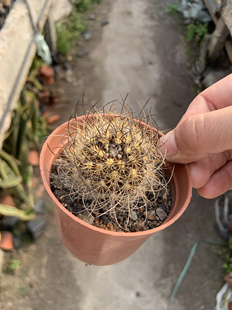 混乱玉黑刺实生开花仙人球属稀有品种多肉植物组合盆栽脱土发货