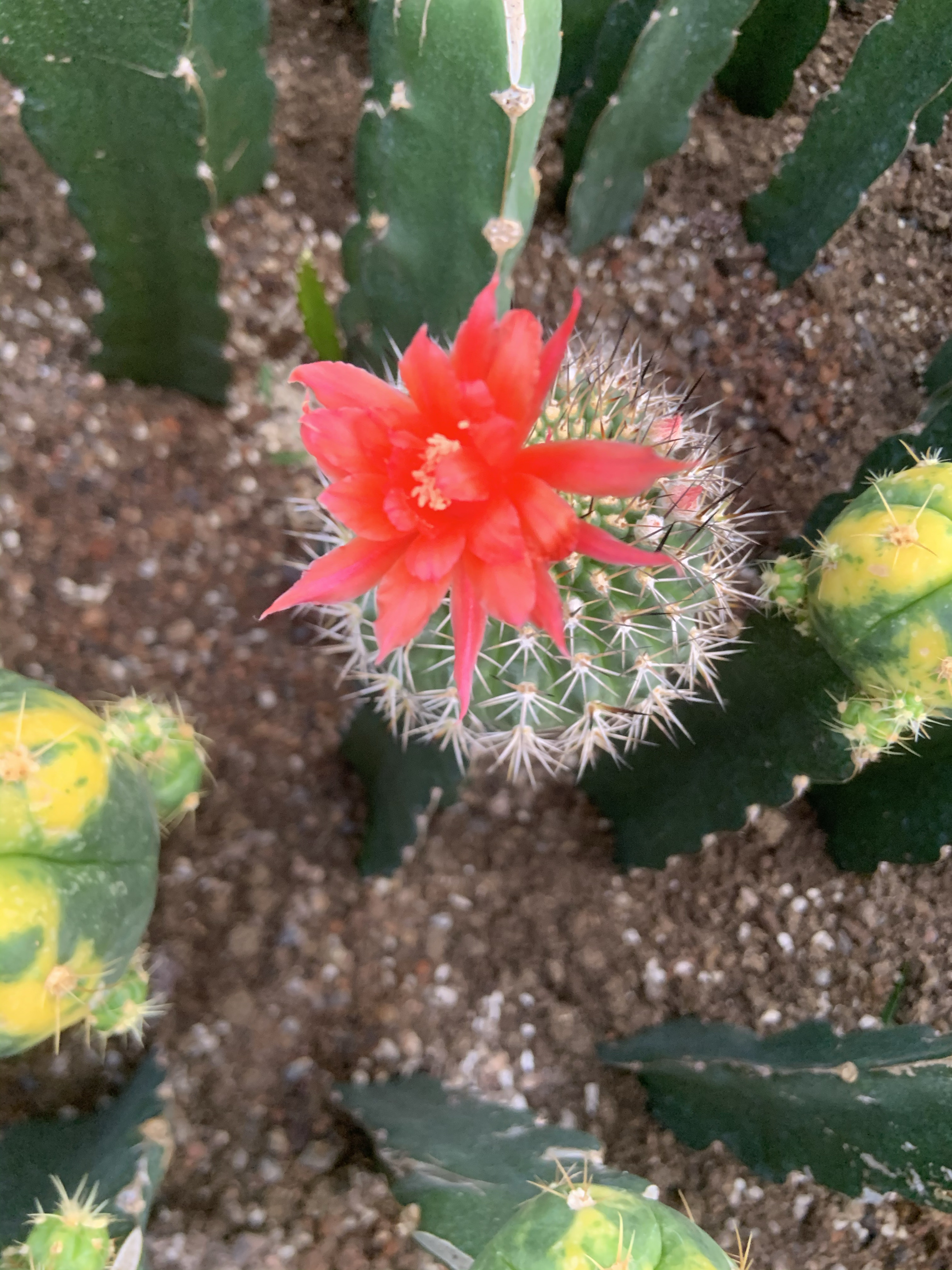 红花黄纤玉6厘米嫁接带柱子多肉植物仙人球仙人掌室内易养仙人球