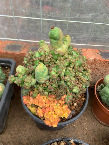 稀有仙人球短毛丸石化锦罕见品种阳台多肉植物净化空气防辐射盆栽