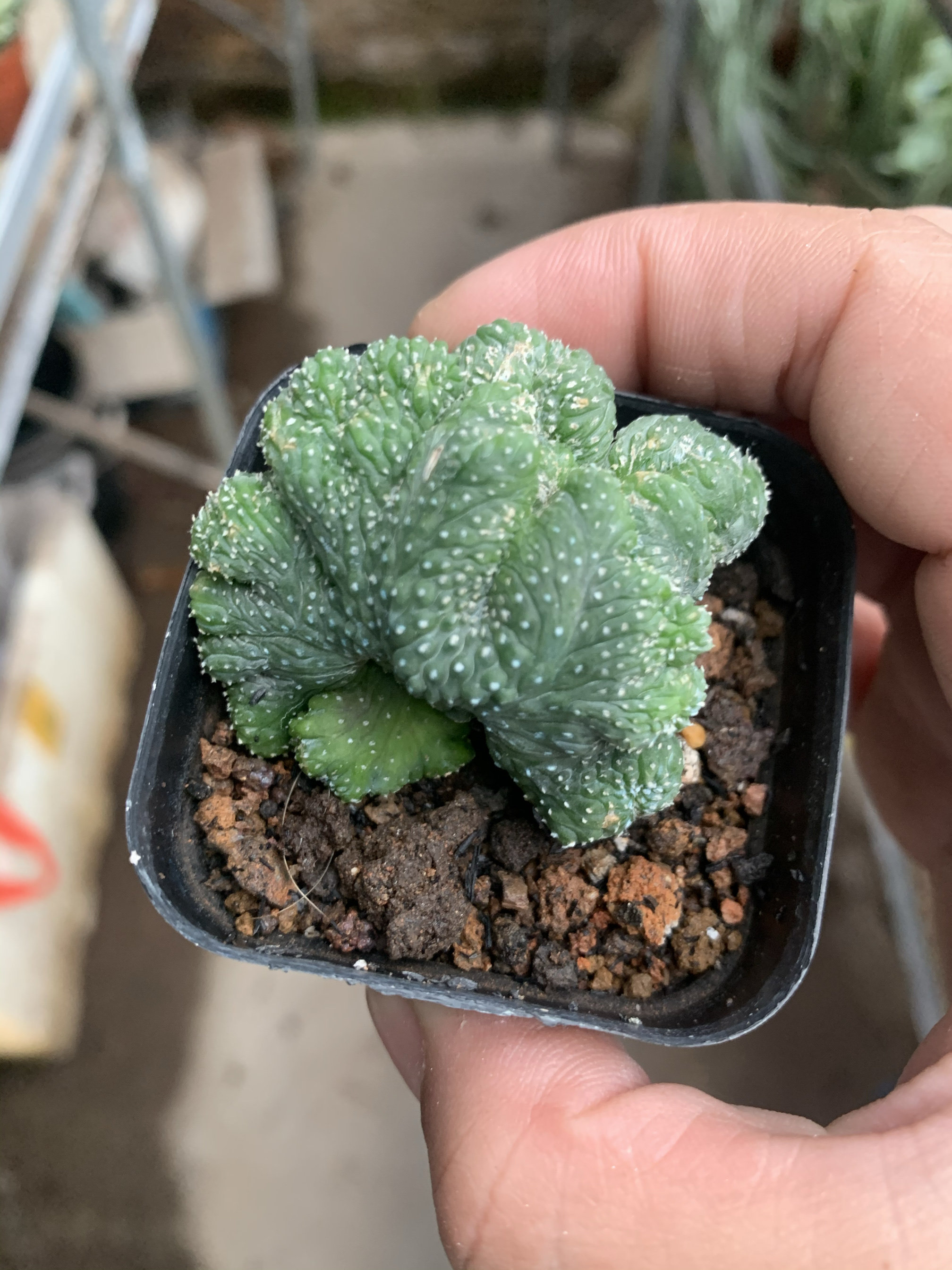 实生星兜无刺仙人球变异缀化开花鸾凤玉多头盆栽植物电脑旁防辐射