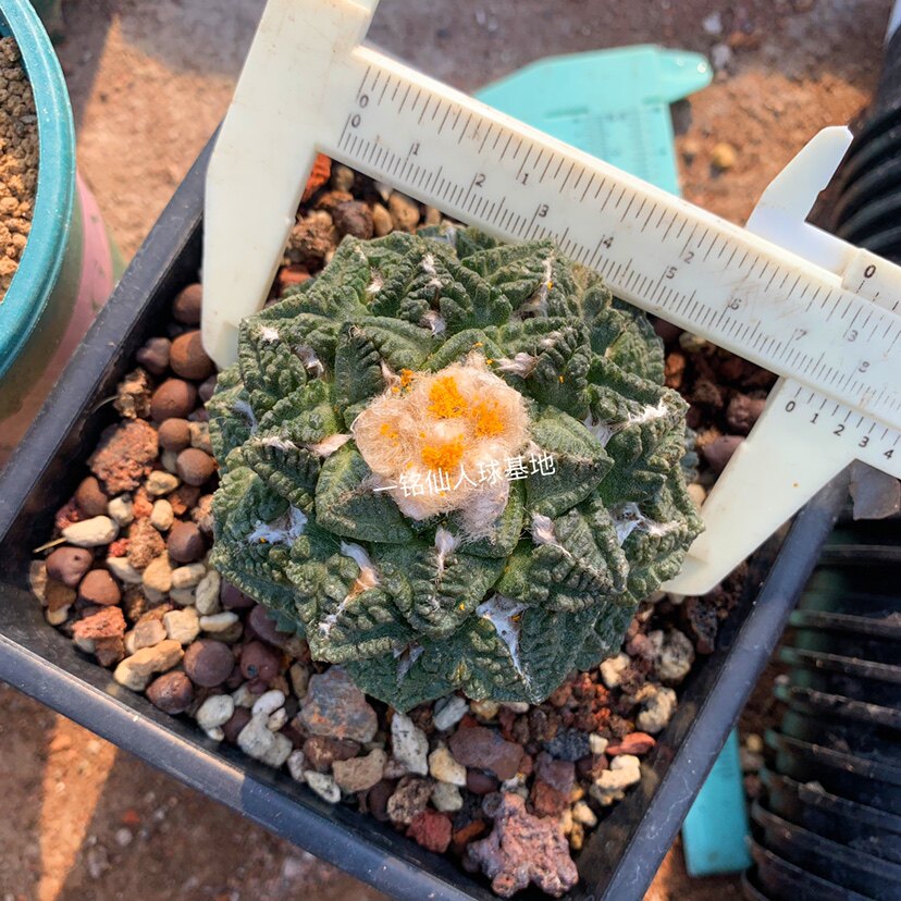 精品哥斯拉牡丹龟甲菜花辛顿 岩牡丹属仙人球自根萝卜根5到7公分
