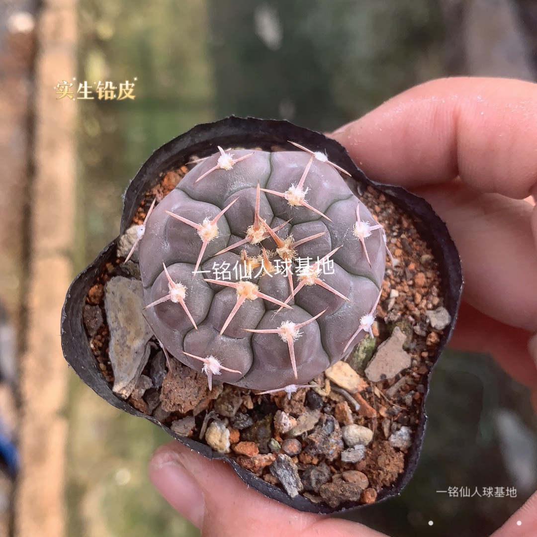 铅皮实生仙人球稀有紫皮趴刺贵货仙人掌多肉植物好养活易度夏盆栽