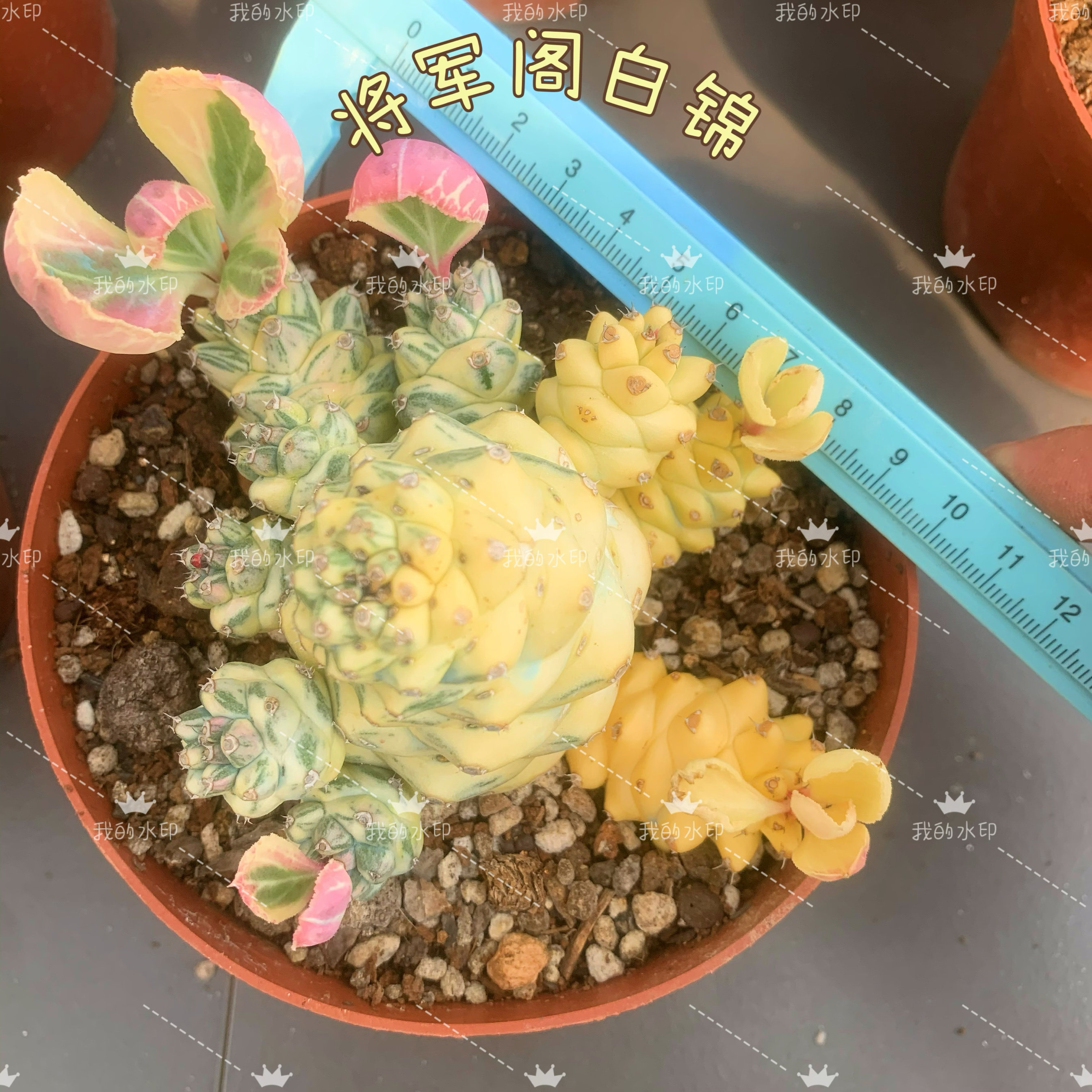 将军阁白锦黄锦多肉植物潮流畅销趣味仙人柱办公室防辐射小盆栽