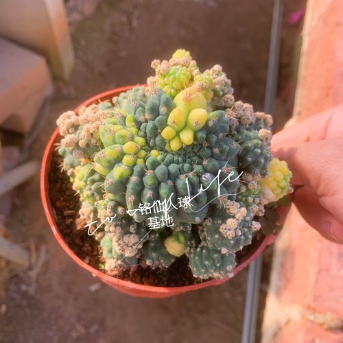 精品仙人球【绯花玉石化】 缀化易养美观开花 吸甲醛 防辐射绿植