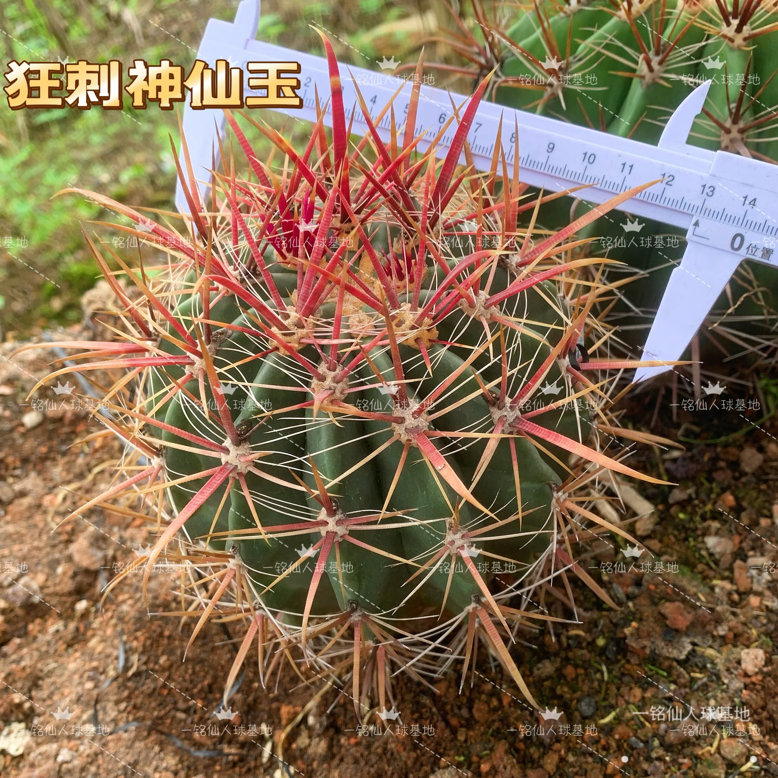 神仙玉实生仙人强刺美刺红刺狂刺多肉植物