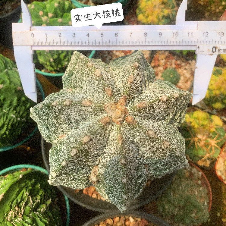 核桃鸾凤玉三角四角五角复隆星球多肉植物