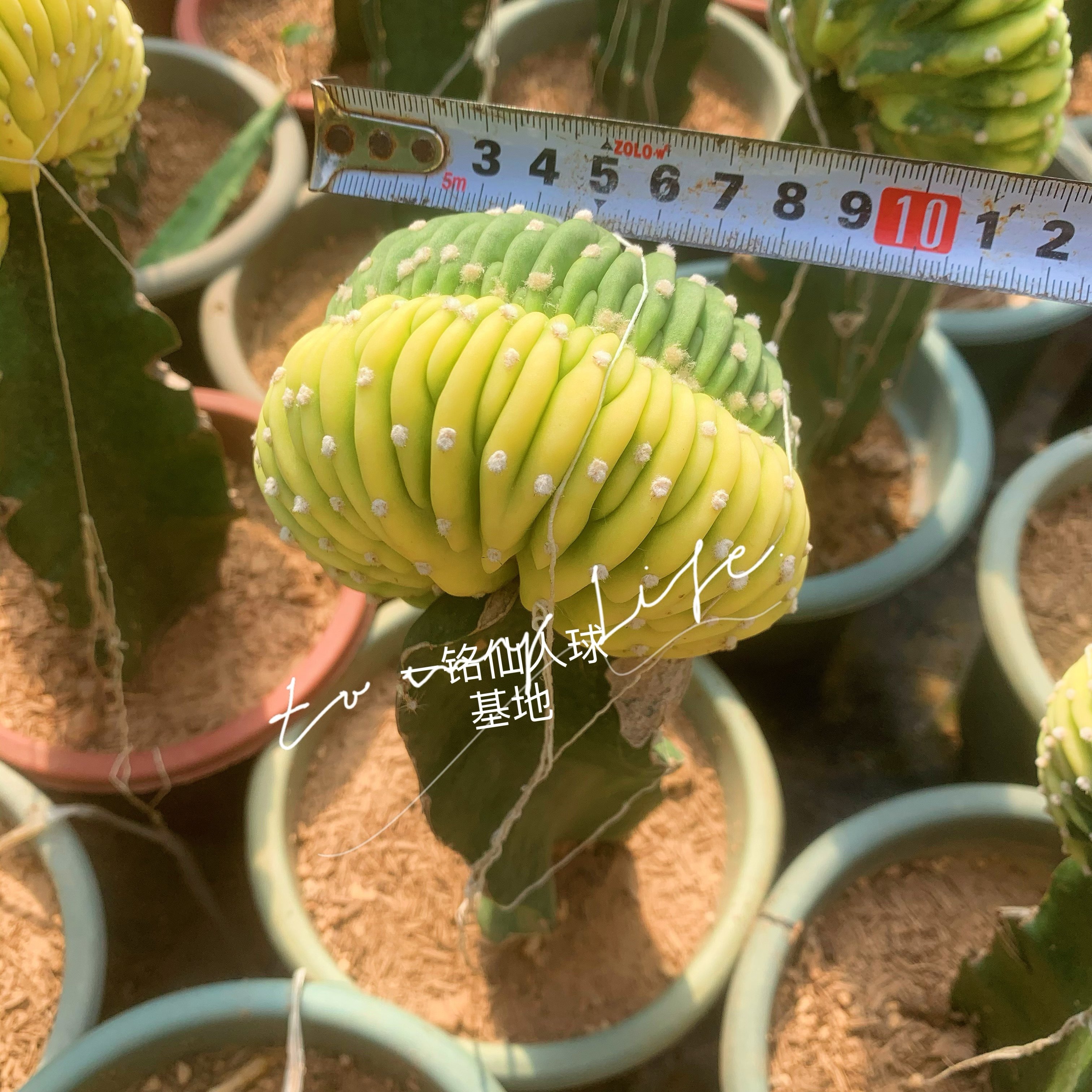 白莎女王短毛丸缀化嫁接仙人球扇型面包状多肉植物吸甲醛花卉盆栽