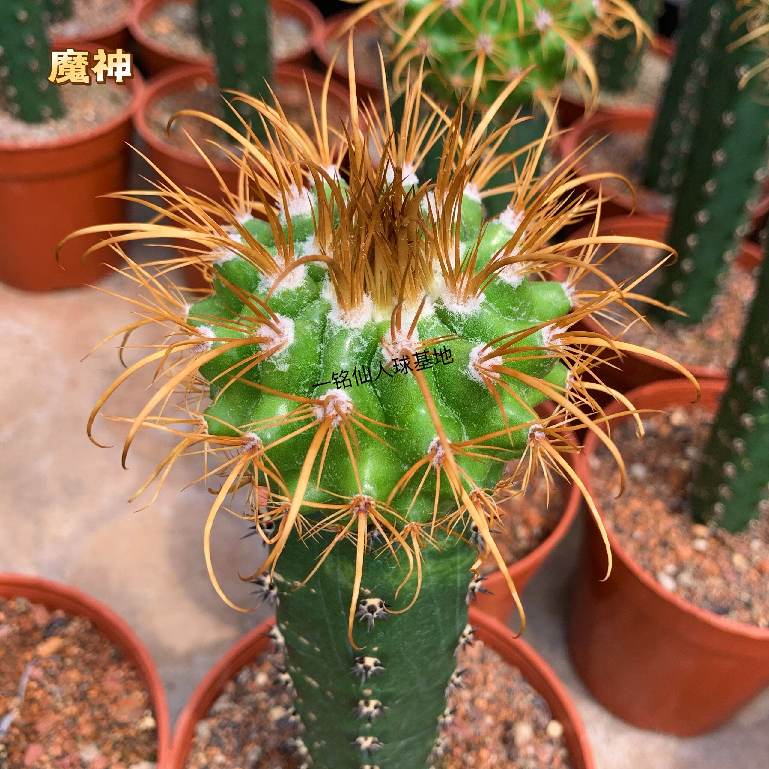 狂刺魔神丸仙人球植物盆栽进口仙人掌科多肉花卉室内绿植客厅花卉