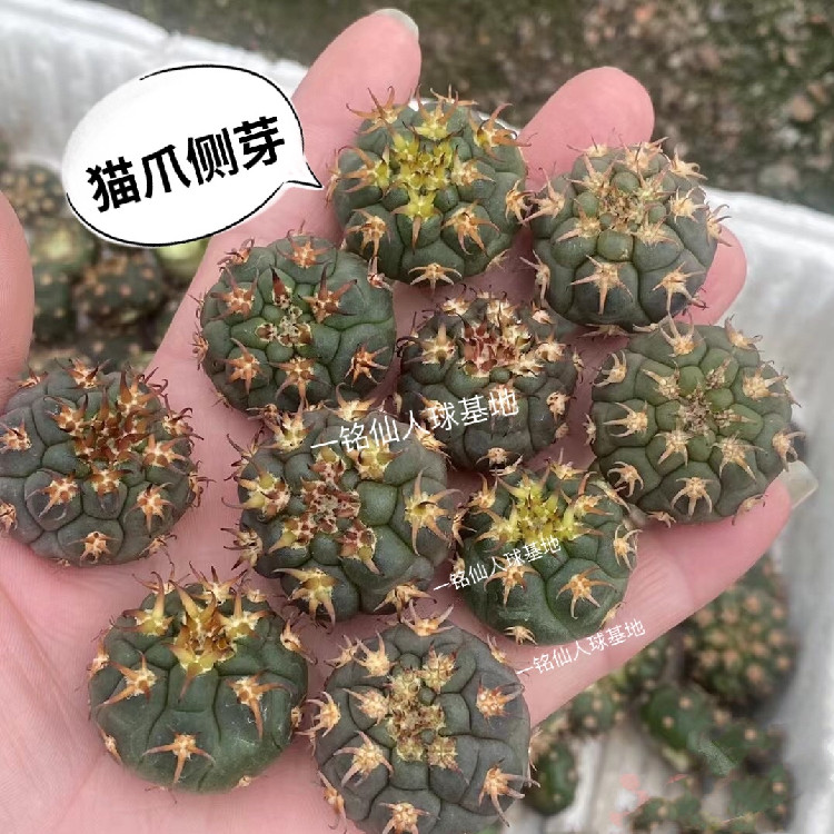 精品仙人球嫁接猫爪天平 一物一拍 裸鄂球属短豪刺仙人球多肉植物