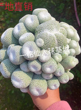仙人球月世界大群生Epithelantha micromeris 桌面防辐射绿植盆栽
