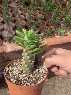 无刺霸王鞭高8cm多肉植物盆栽室内阳台桌面吸甲醛净化空气绿植花