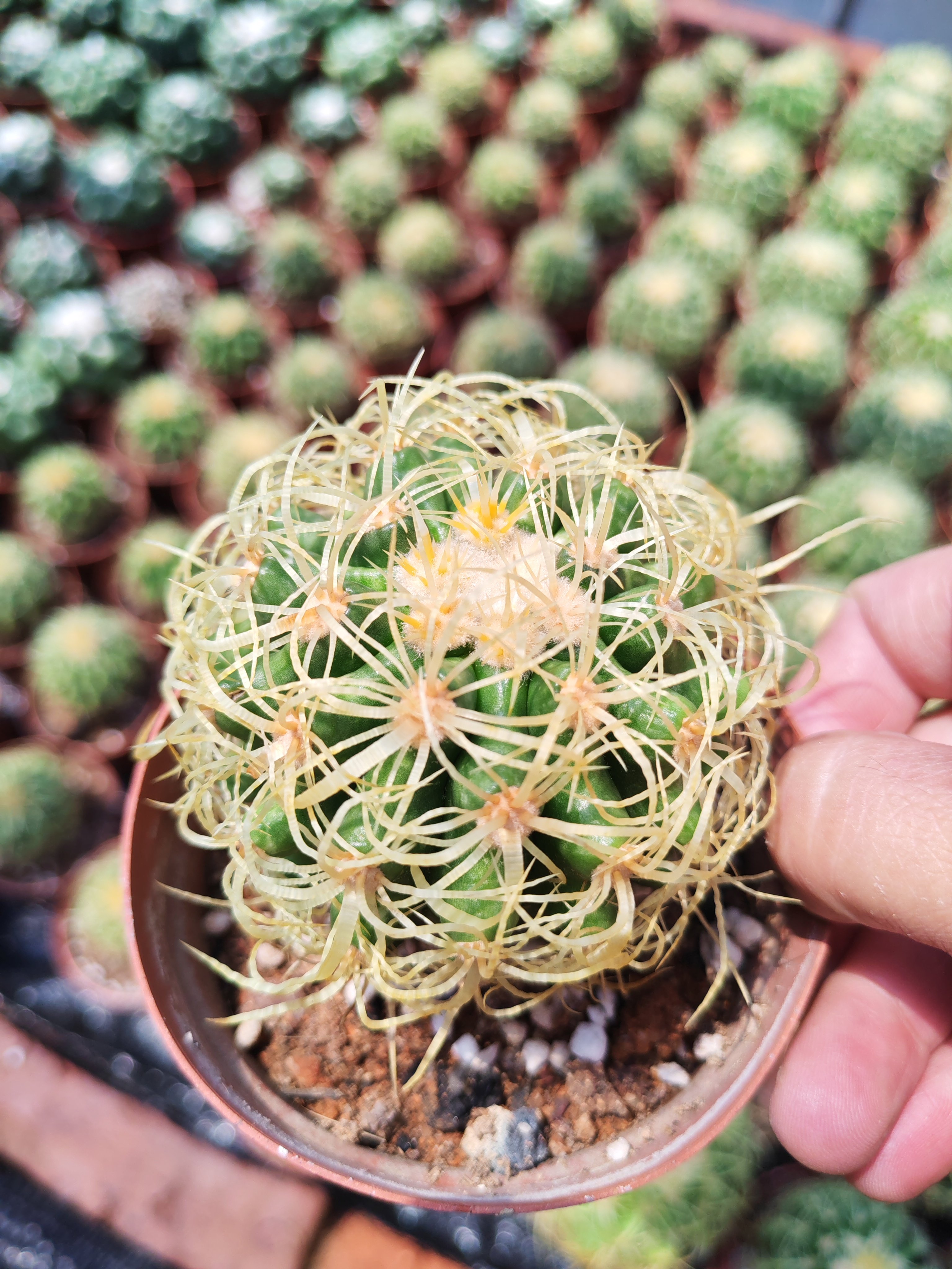 狂虎实生仙人球金琥狂刺金虎仙人掌科多肉植物室内盆栽包邮