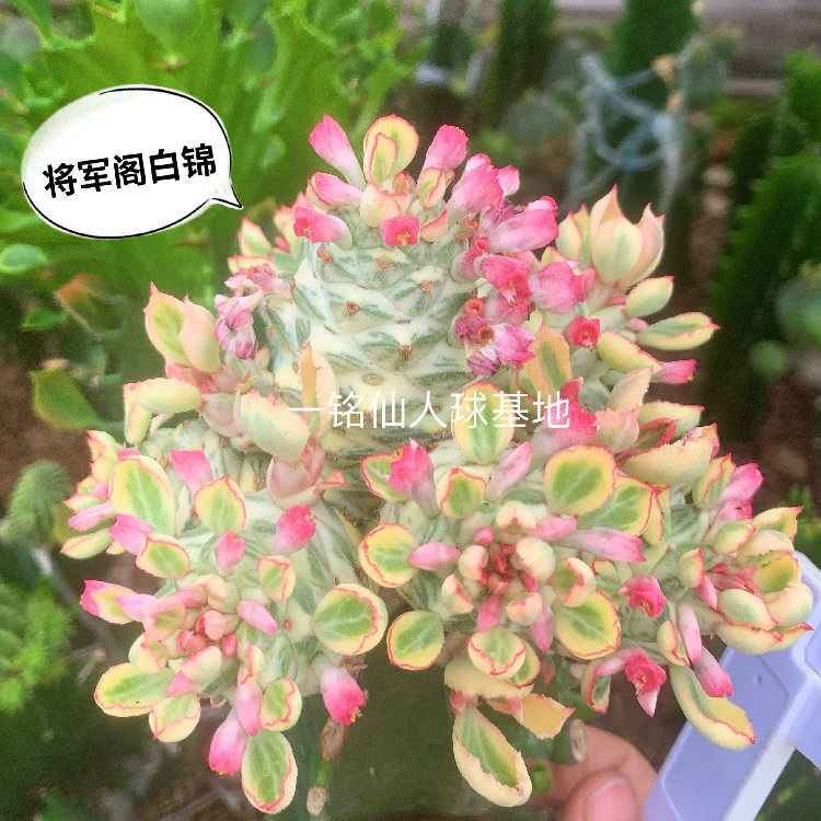 将军阁白锦创意趣味变异仙人柱大戟科开花多肉植物沙生好养防辐射