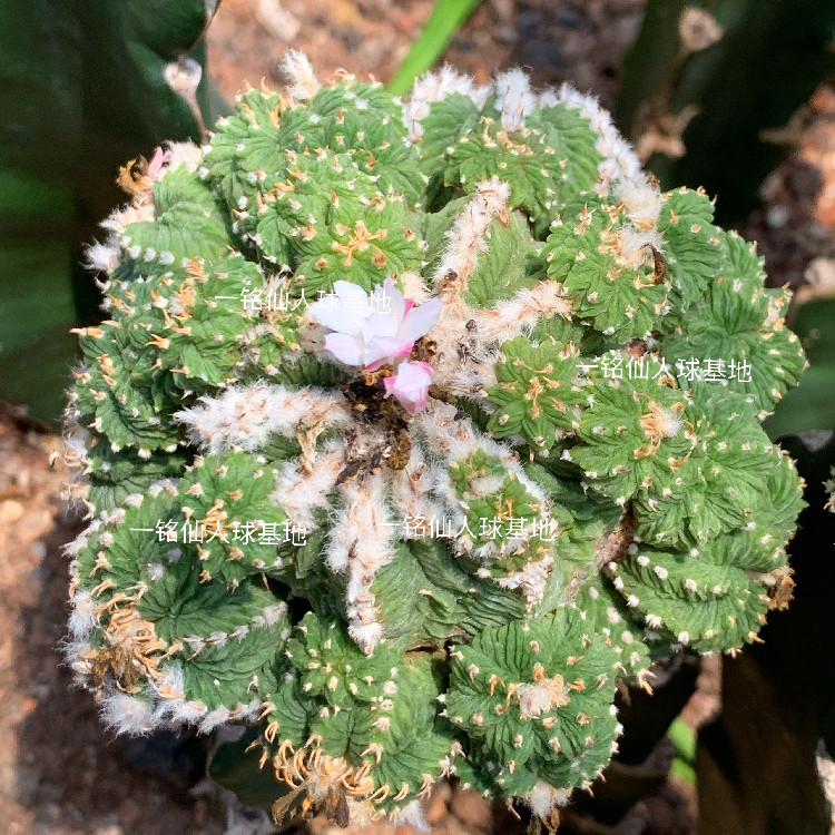 老花龙五星花龙老花笼棱球属仙人球稀有品种小贵多肉植物嫁接母本-封面