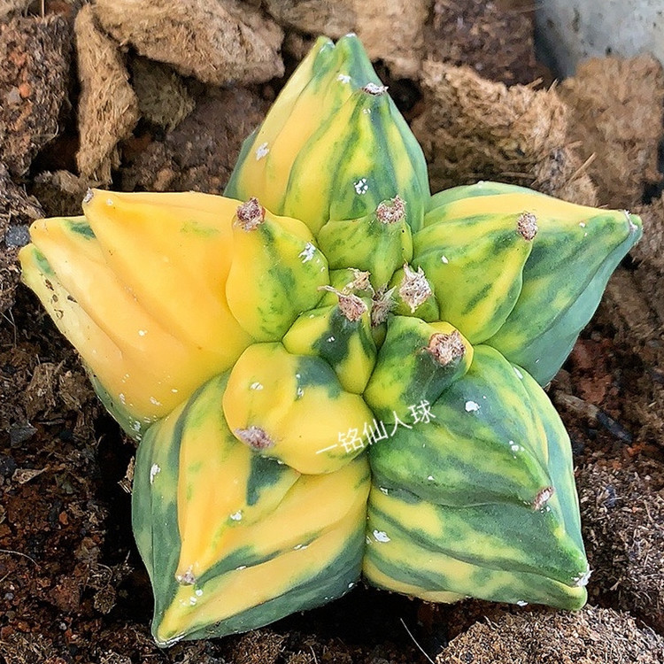 园艺仙人掌鸾凤玉锦自然锦