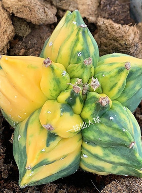 一铭园艺 鸾凤玉锦A.myriostigma'Kikko variegata'仙人