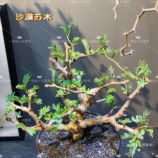 沙漠苏木 Senna meridionalis 精品潮流块根多肉植物绿植室内盆栽
